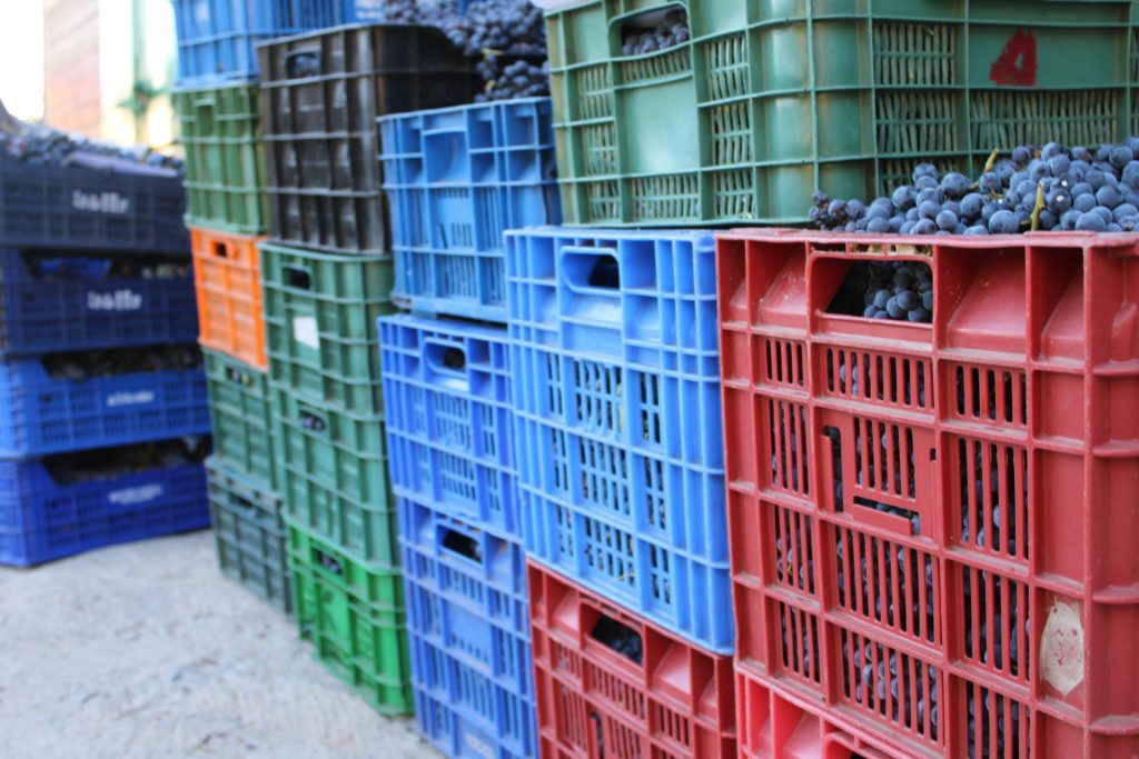 Imagen de la Vendimia en Alma Rural: Cajas llenas de uvas frescas y maduras durante la cosecha, listas para ser transformadas en vinos excepcionales. La imagen captura la abundancia y la calidad de la vendimia en las alturas de Ávila, resaltando el inicio del proceso vinícola en Alma Rural.