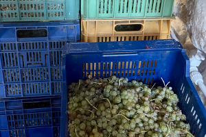 Cajas de colores llenas de racimos de Albillo Real recién vendimiados en Alma Rural, destacando la recolección manual y el contraste entre los tonos vivos de las cajas y la suavidad dorada de la uva blanca autóctona de Ávila.