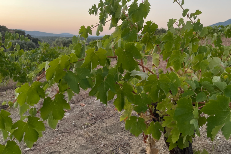 Viñedo de Albillo Real en Cebreros (Ávila), con cepas alineadas sobre suelos graníticos y rodeadas por el paisaje montañoso. Imagen que muestra el cultivo en altitud de esta variedad blanca autóctona, cuidada por la bodega Alma Rural.