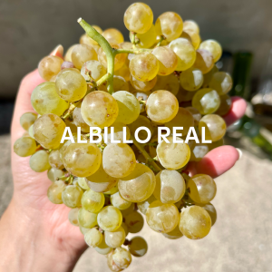 Primer plano de un racimo de uva Albillo Real en el viñedo de Alma Rural en Cebreros (Ávila), mostrando su color dorado pálido y su piel delicada bajo la luz de la mañana. Variedad blanca autóctona cultivada en altitud sobre suelos graníticos.