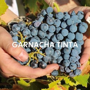 Profunda, Auténtica y de Altura: Así es Nuestra Garnacha de Ávila
